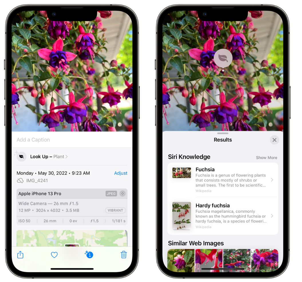 沾益苹果手机维修分享小技巧：使用 iPhone 相机识别花卉植物 